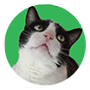 Ralphie the Cat Picture